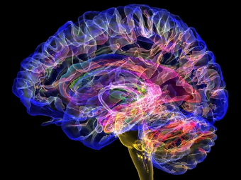 欧美激情操B视频在线观看大脑植入物有助于严重头部损伤恢复
